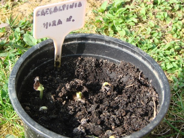 caesalpinia od mirek